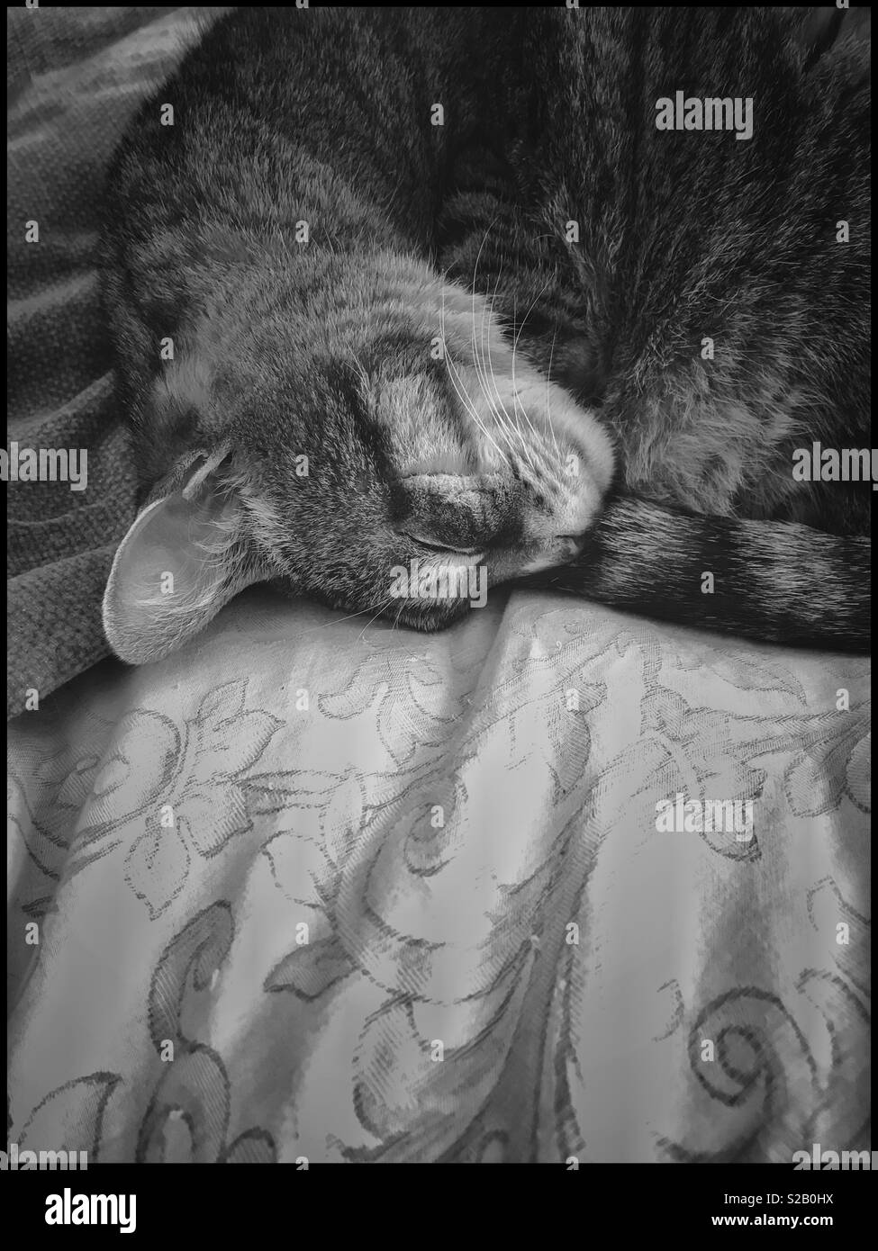 Cat sleeping on bed. - Smartphone Captured Stock Image