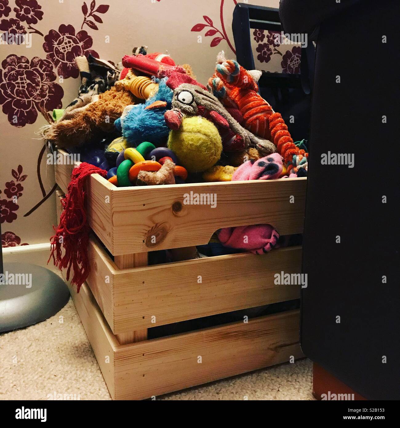 toy chest for dogs