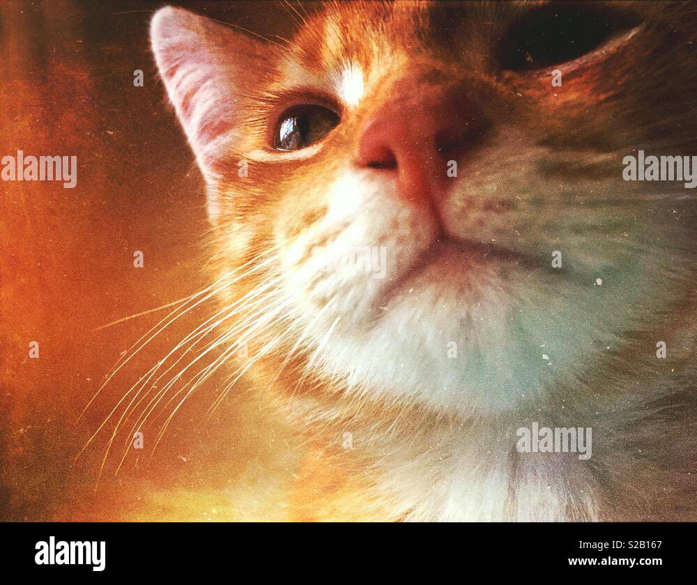 Ginger tabby cat kitten looking thoughtful Stock Photo