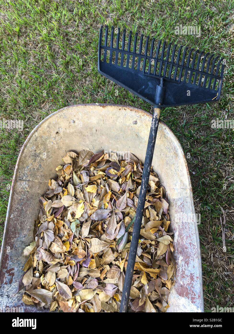 Overview of a wheelbarrow with autumn leaves and a rake. - Smartphone Captured Stock Image
