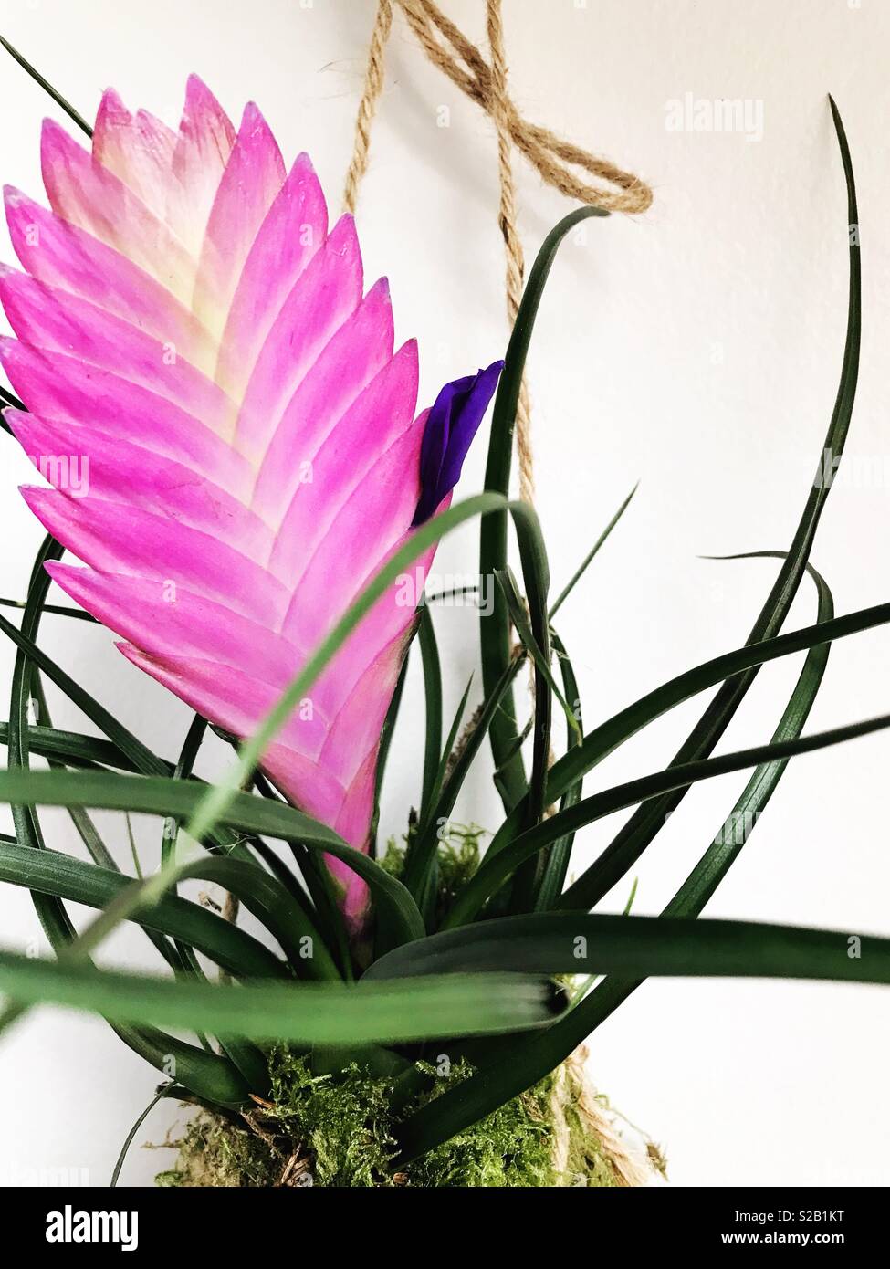 Air plant in flower Stock Photo Alamy