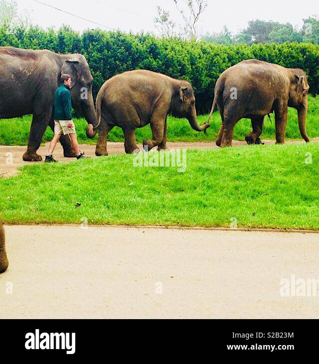 Elephant tails hires stock photography and images Alamy