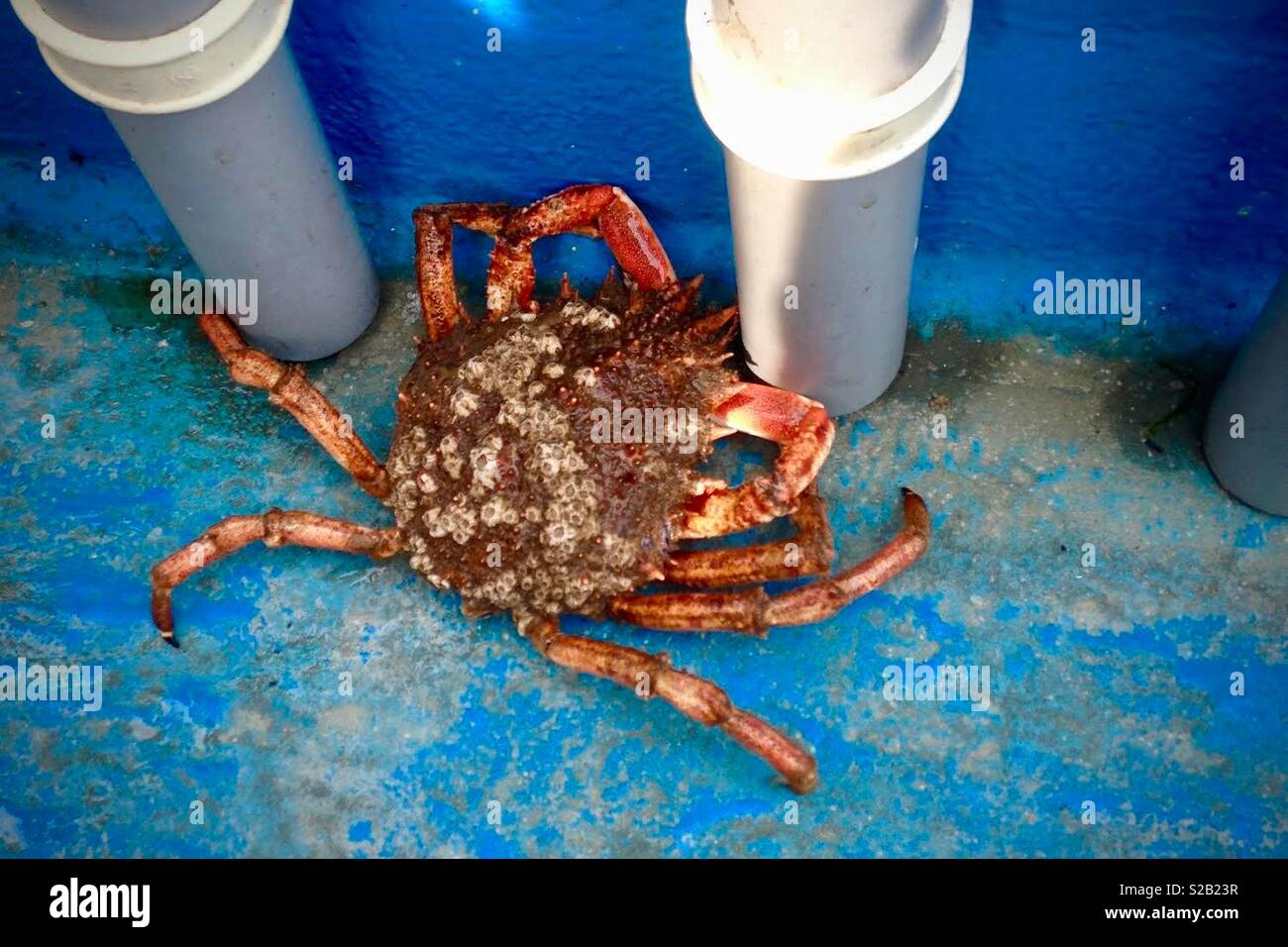 Crab on the deck of a fishing boat Stock Photo Alamy