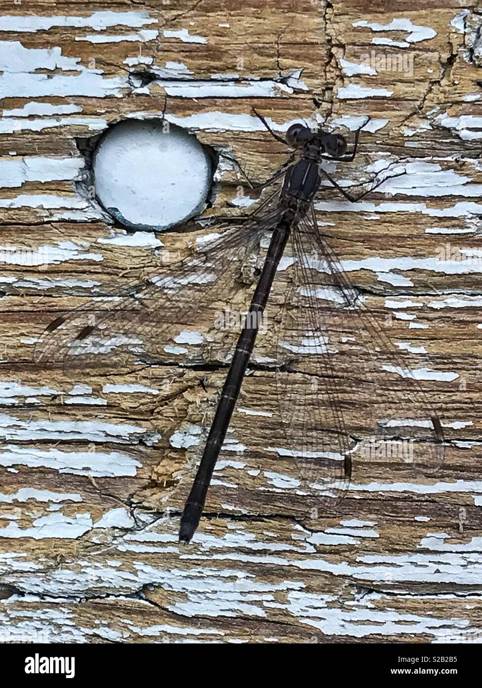 Damselfly on an old piece of wood, waiting to warm up. - Smartphone Captured Stock Image
