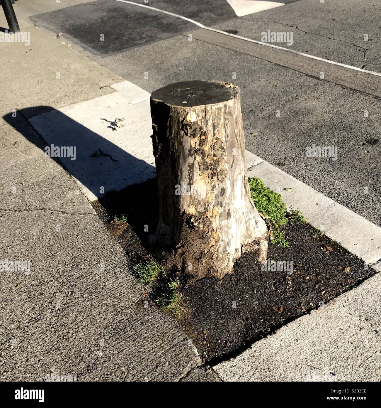 A tree stump on a street in Dublin Ireland - Smartphone Captured Stock Image