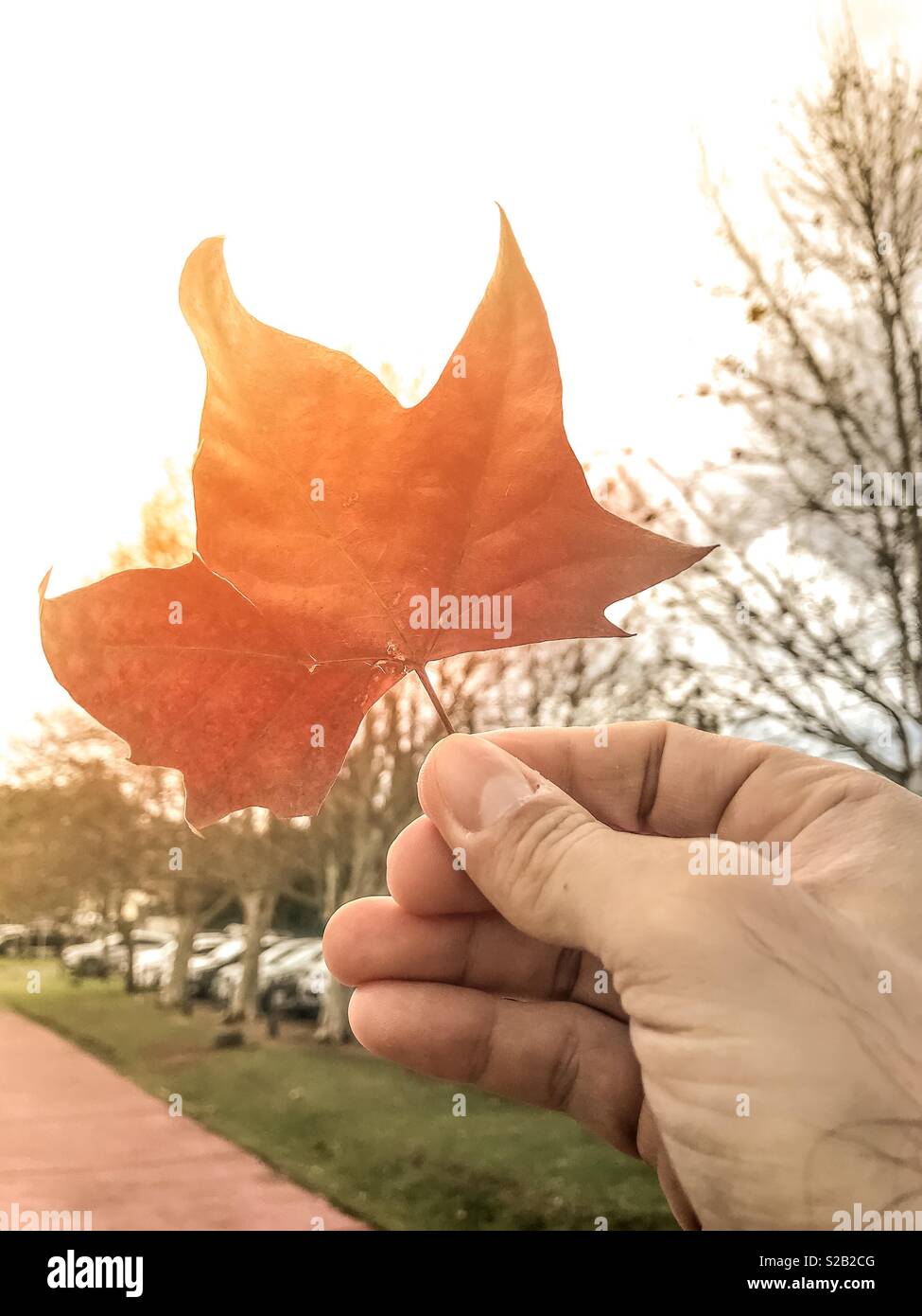 Maple leaf on hand against sunlight - Smartphone Captured Stock Image