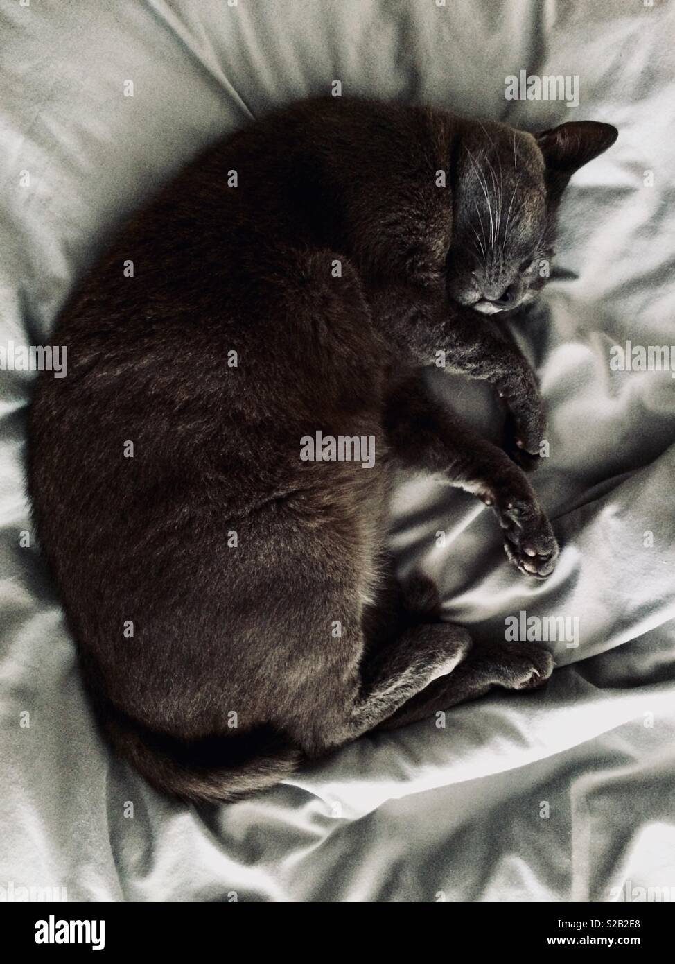 Relaxing grey cat - asleep on bed - Smartphone Captured Stock Image