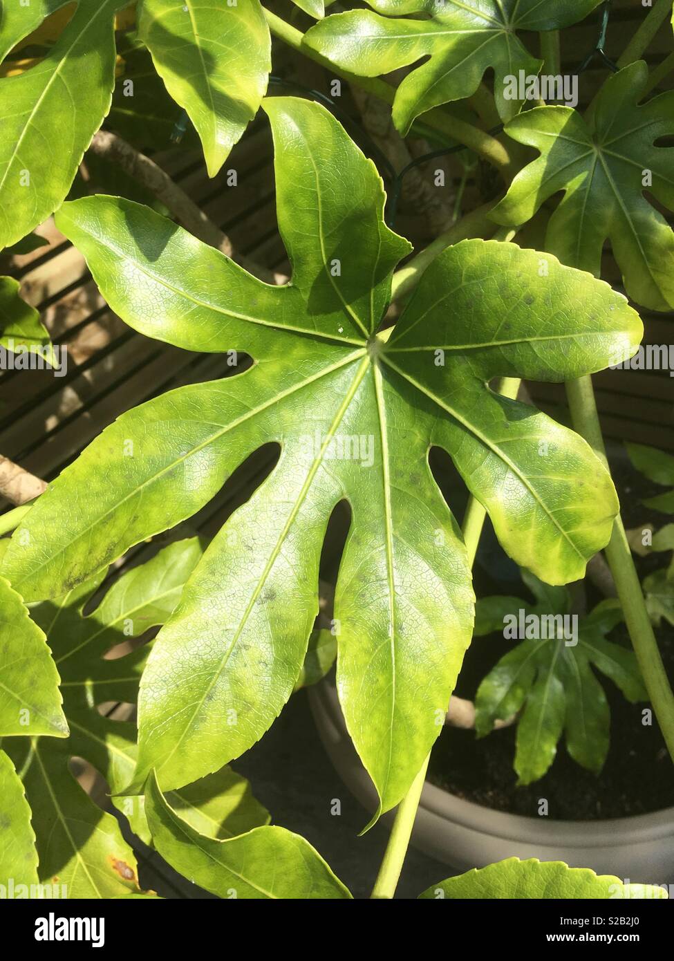 Fatsia japonica leaf Stock Photo