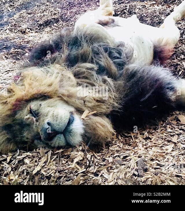 Lion rolling around Stock Photo Alamy