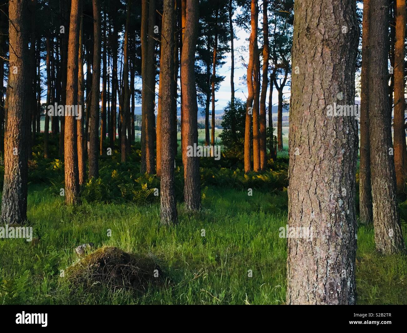 Pine tree pinus in evening hi-res stock photography and images - Alamy