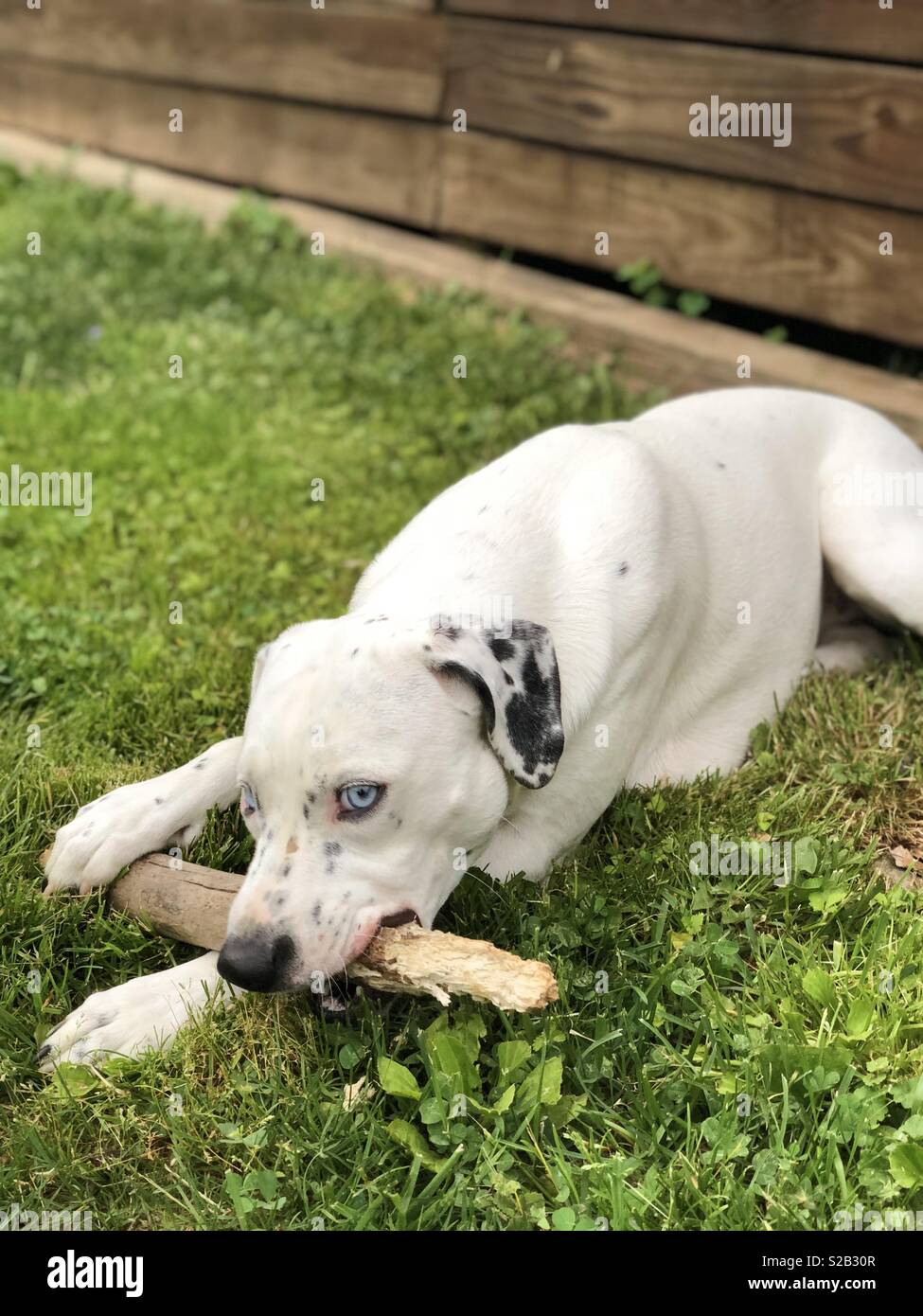 English Pointer Mix with a stick. Stock Photo
