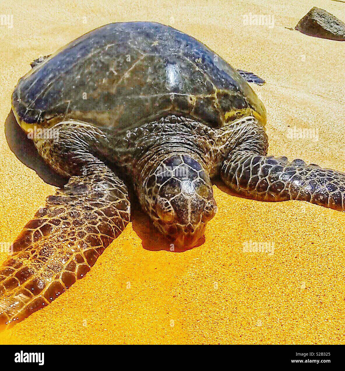 Green sea turtle on a beach in Hawaii - Smartphone Captured Stock Image