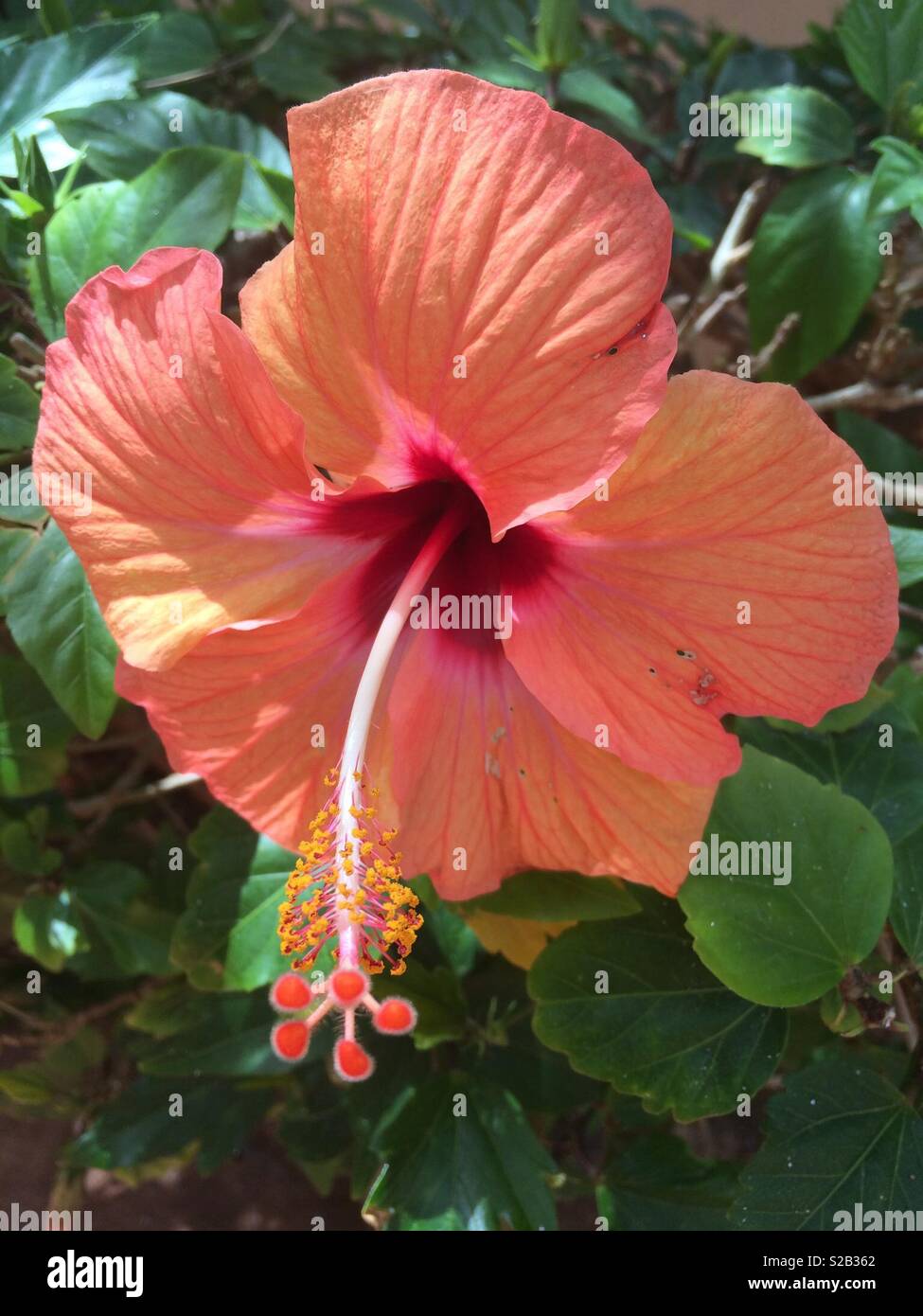 Hibiscus stem hi-res stock photography and images - Alamy