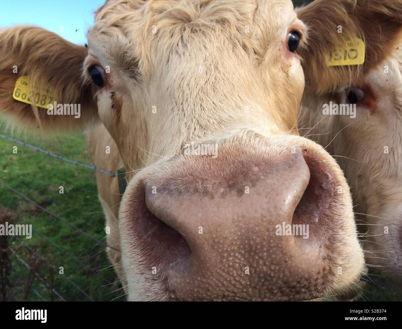 Close up cow Stock Photo