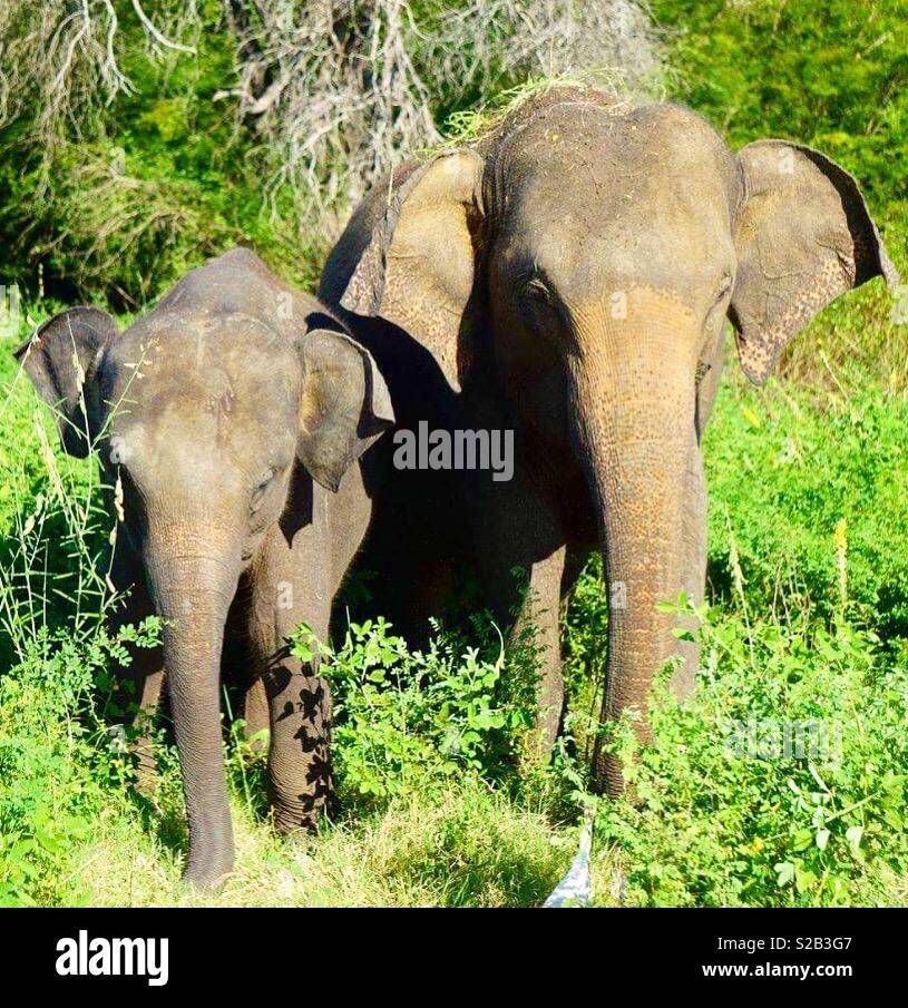Elephants In Sri Lanka High Resolution Stock Photography and Images - Alamy