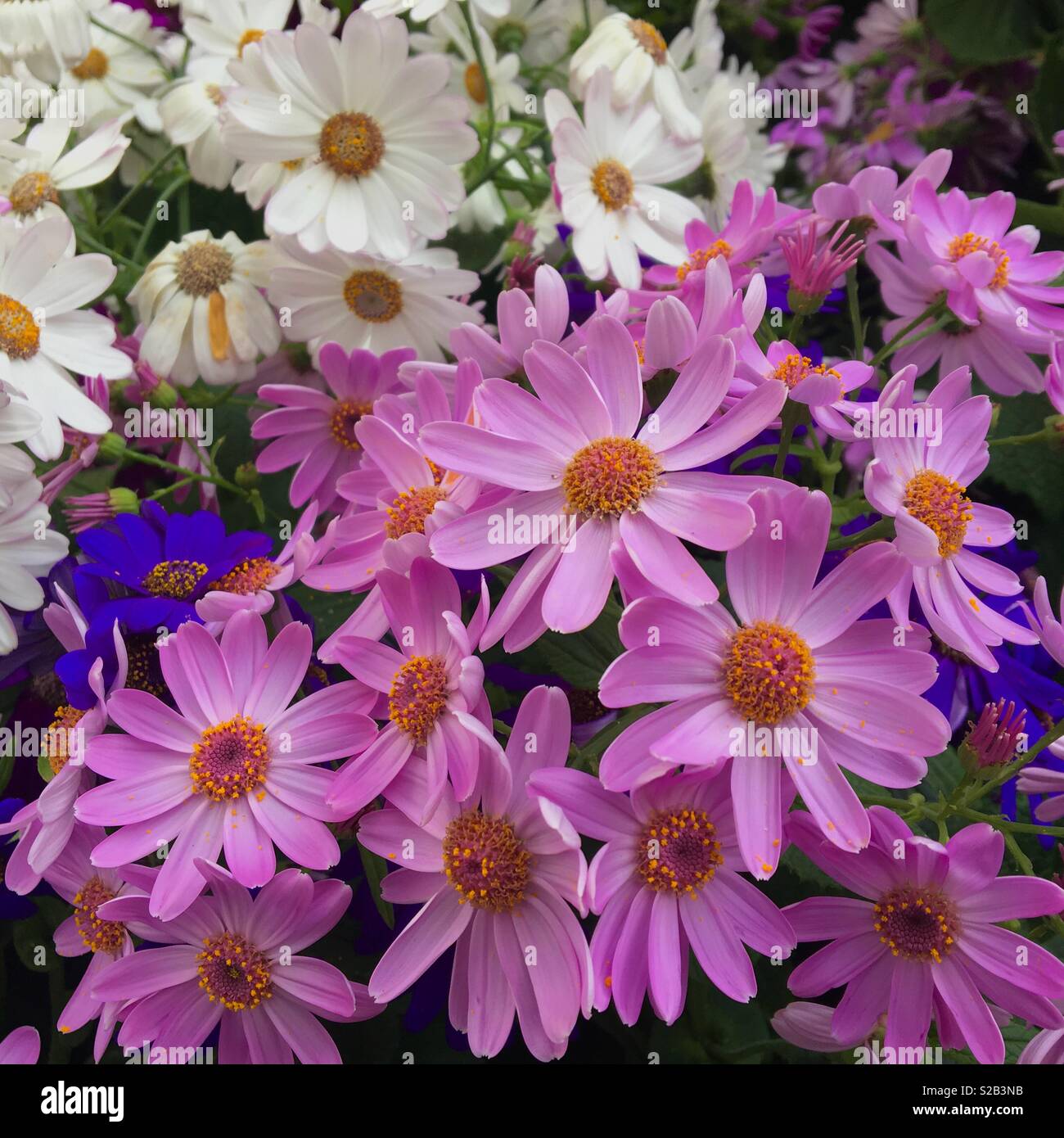 Cineraria flowers in bloom Stock Photo