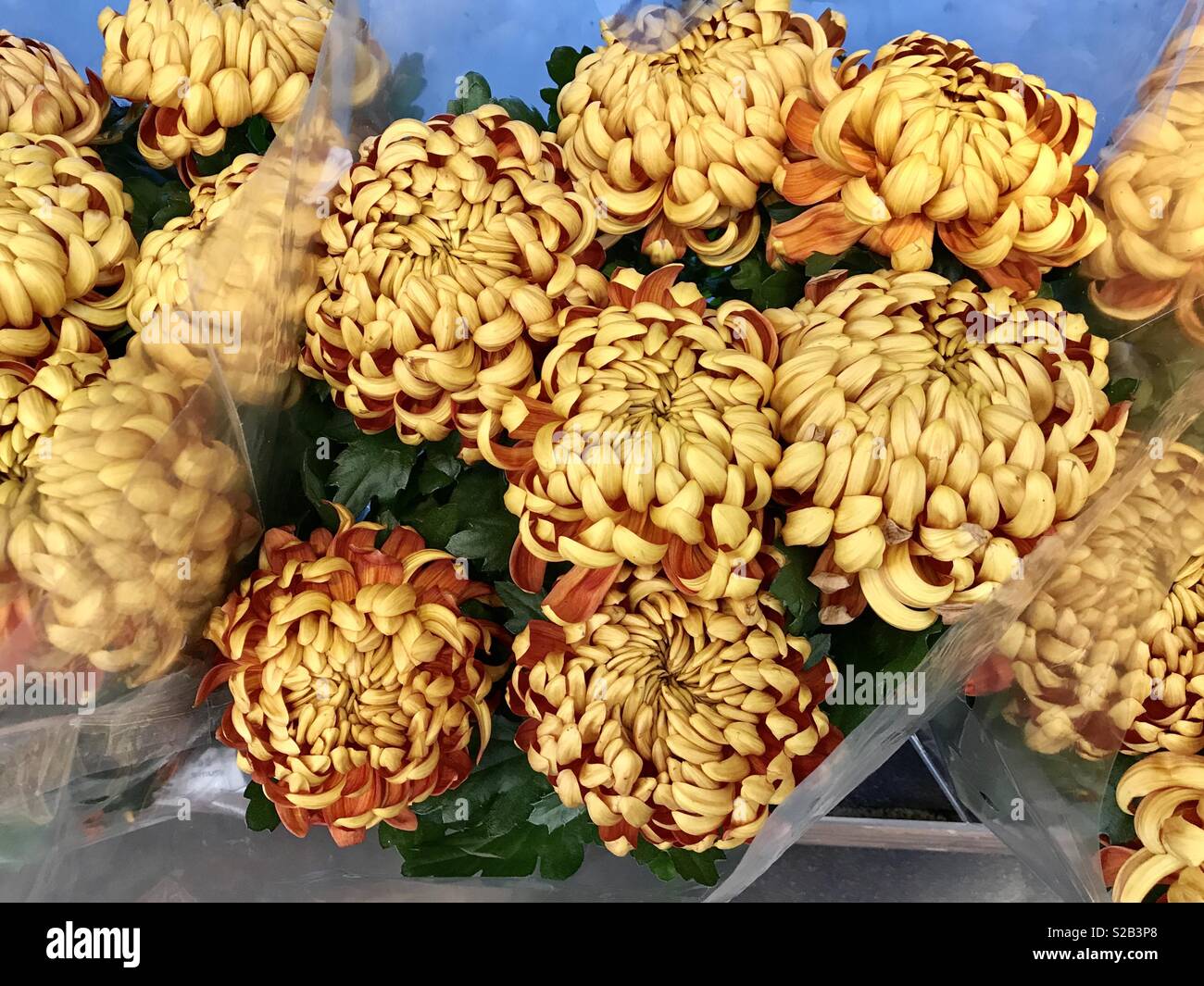 Chrysanthemum cut flowers hires stock photography and images Alamy