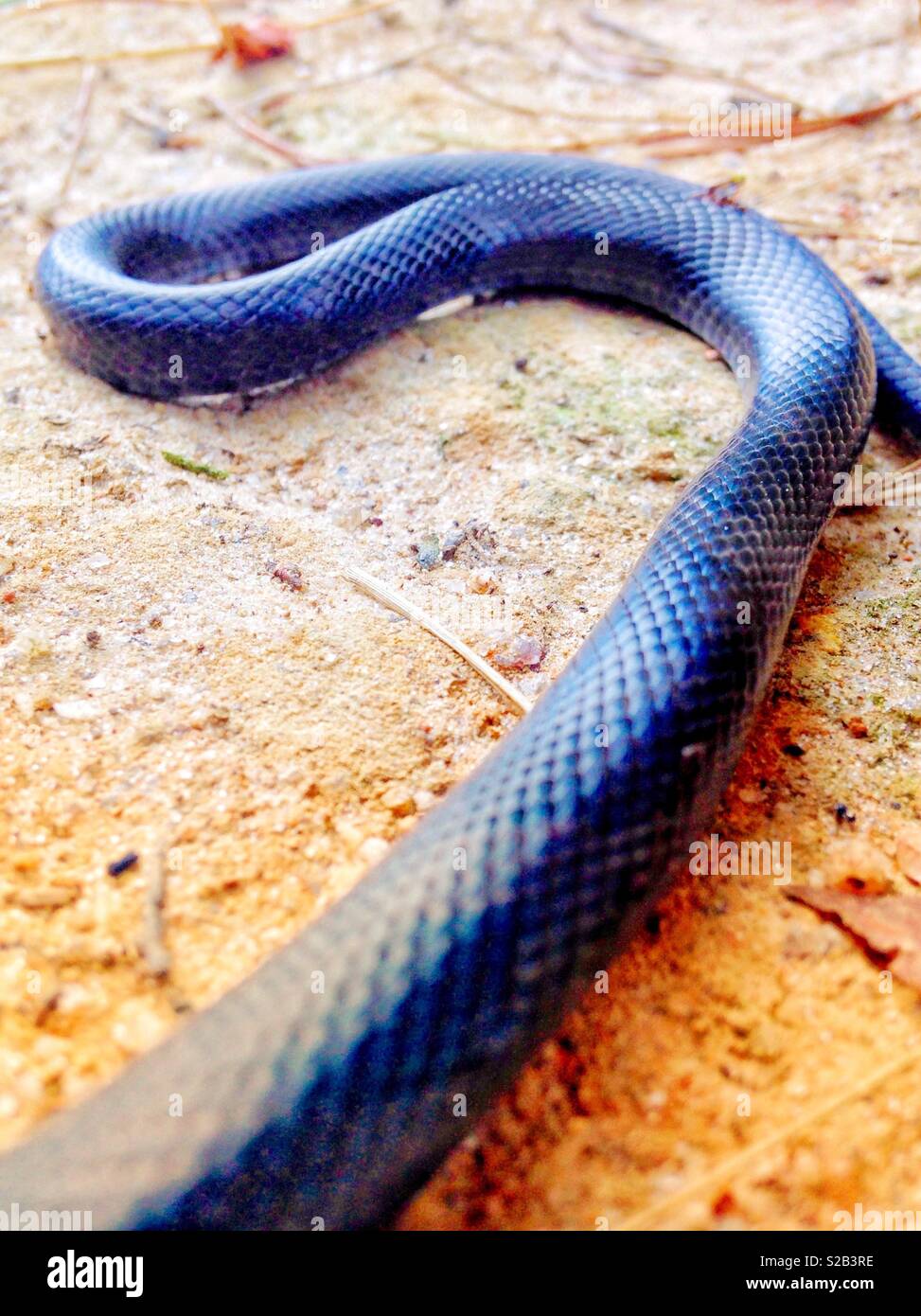 Sunlit photo of a black snake on a dirt road Stock Photo