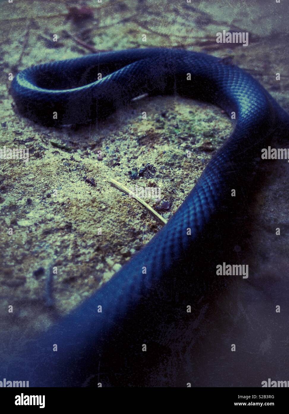 Grunge photo of a black snake on a dirt road Stock Photo