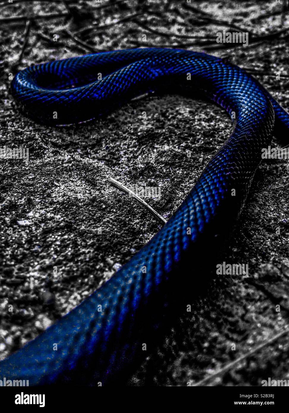 Blue snake hi-res stock photography and images - Alamy