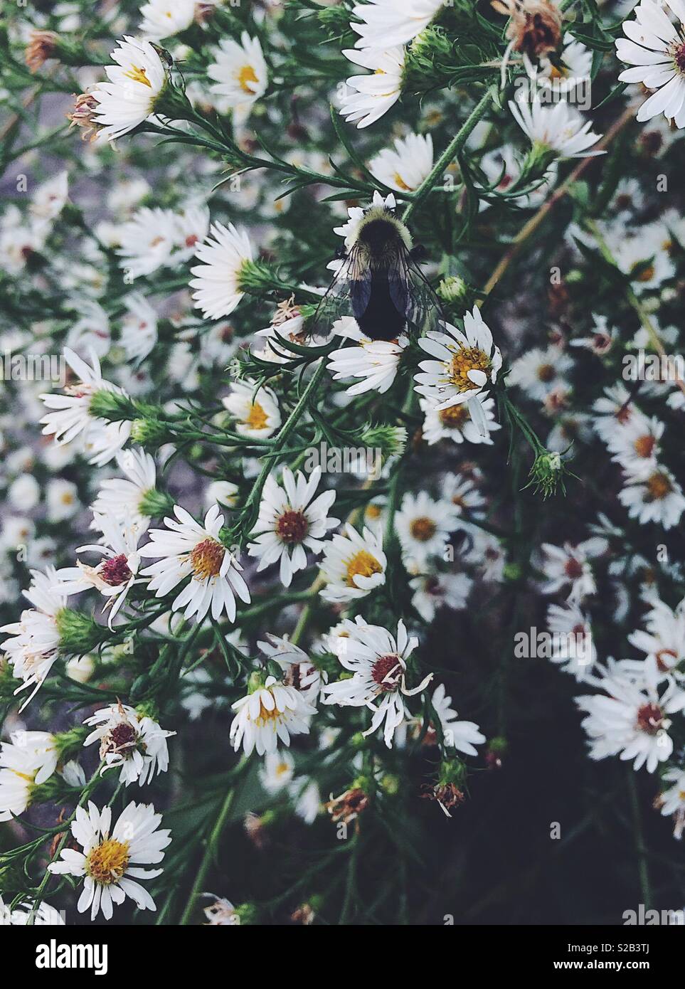 Daisy like flower deals