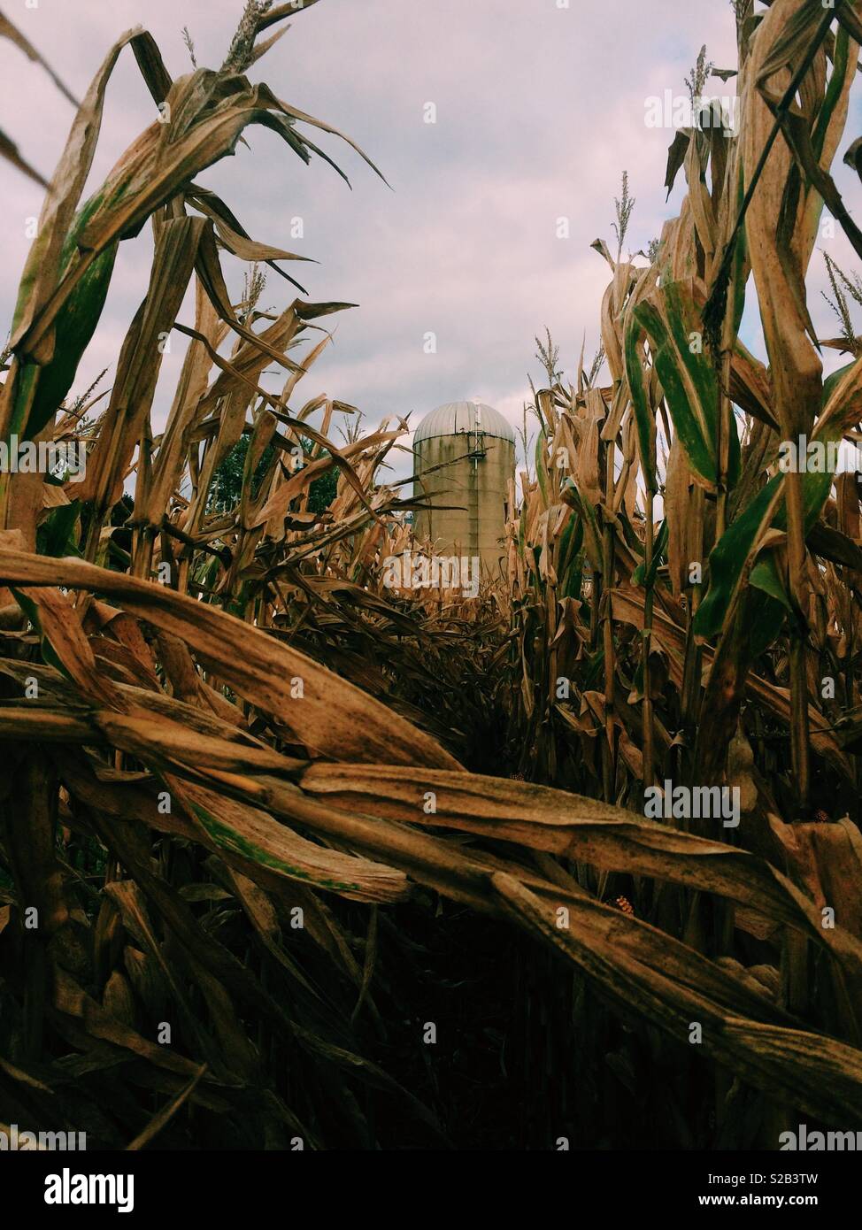View of silo thru cornfield Stock Photo