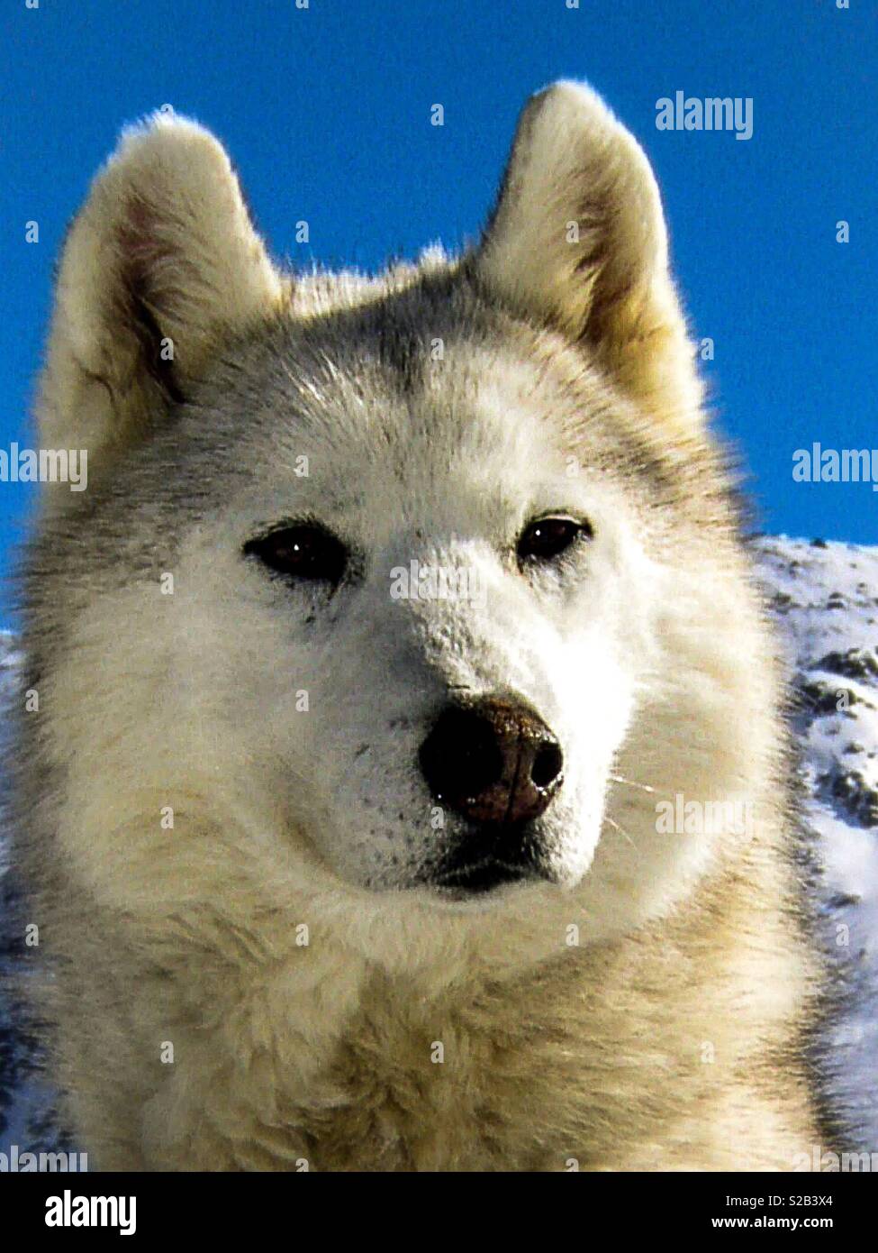 Wolf Against Mountains - Smartphone Captured Stock Image