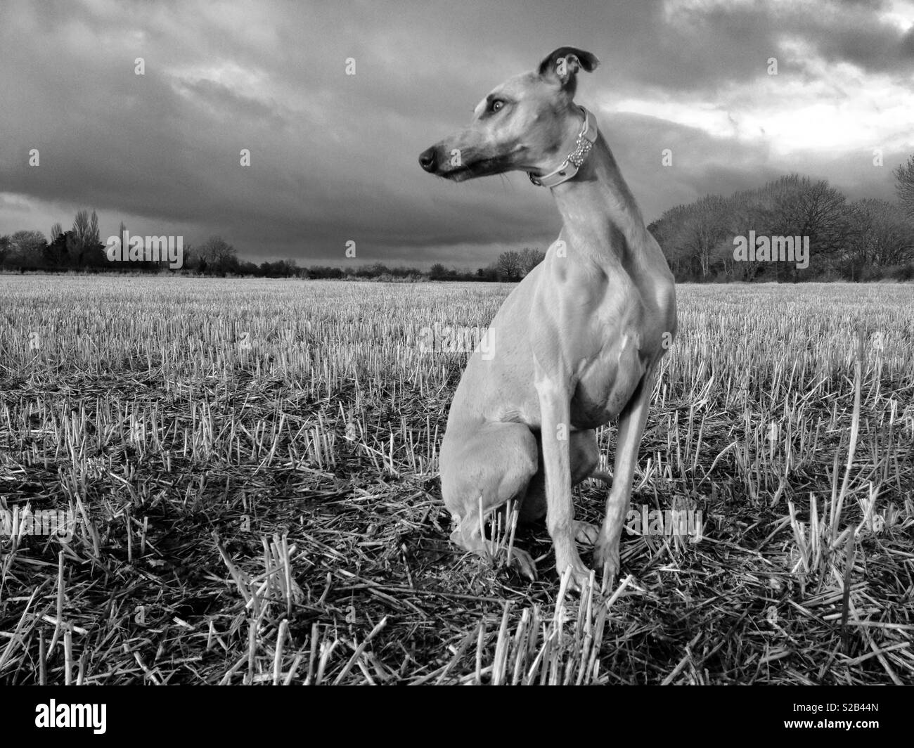 Whippet standing in harvested field Stock Photo