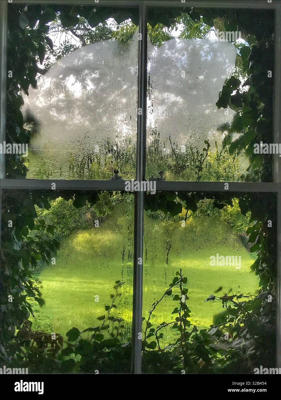 Victorian ivy covered sash window  on a misty morning Stock Photo