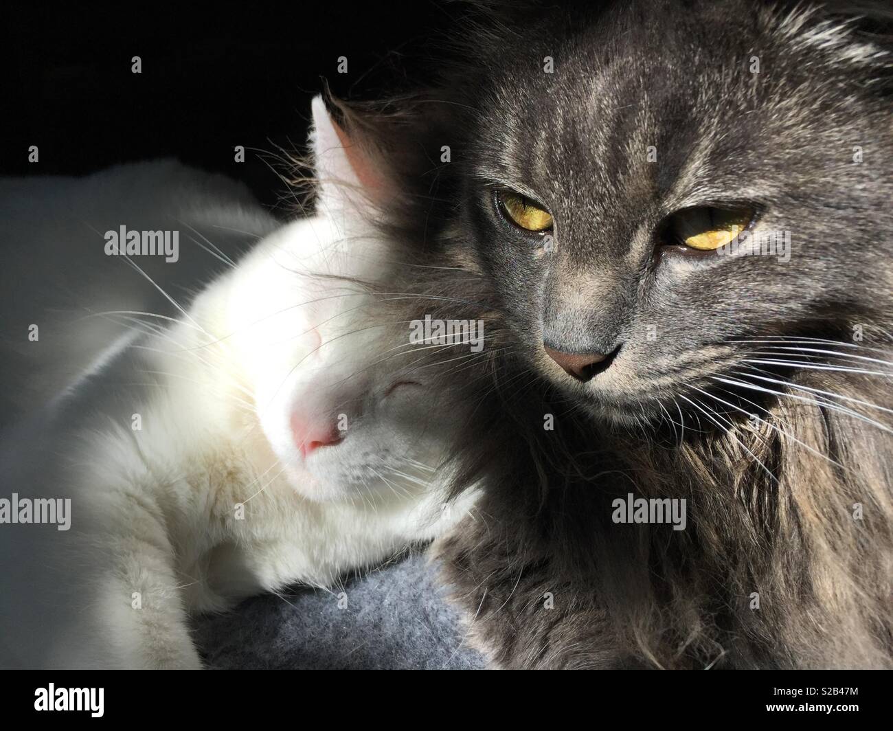 Sister cats, love cats, resting together in a sunbeam. One white cat, one gray cat with yellow eyes. Stock Photo