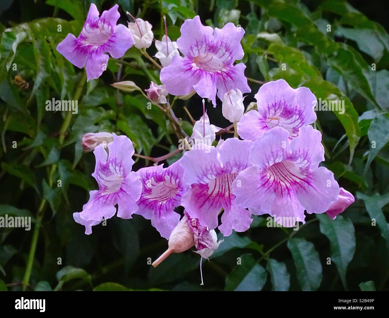 Exotic pink flowers Stock Photo Alamy
