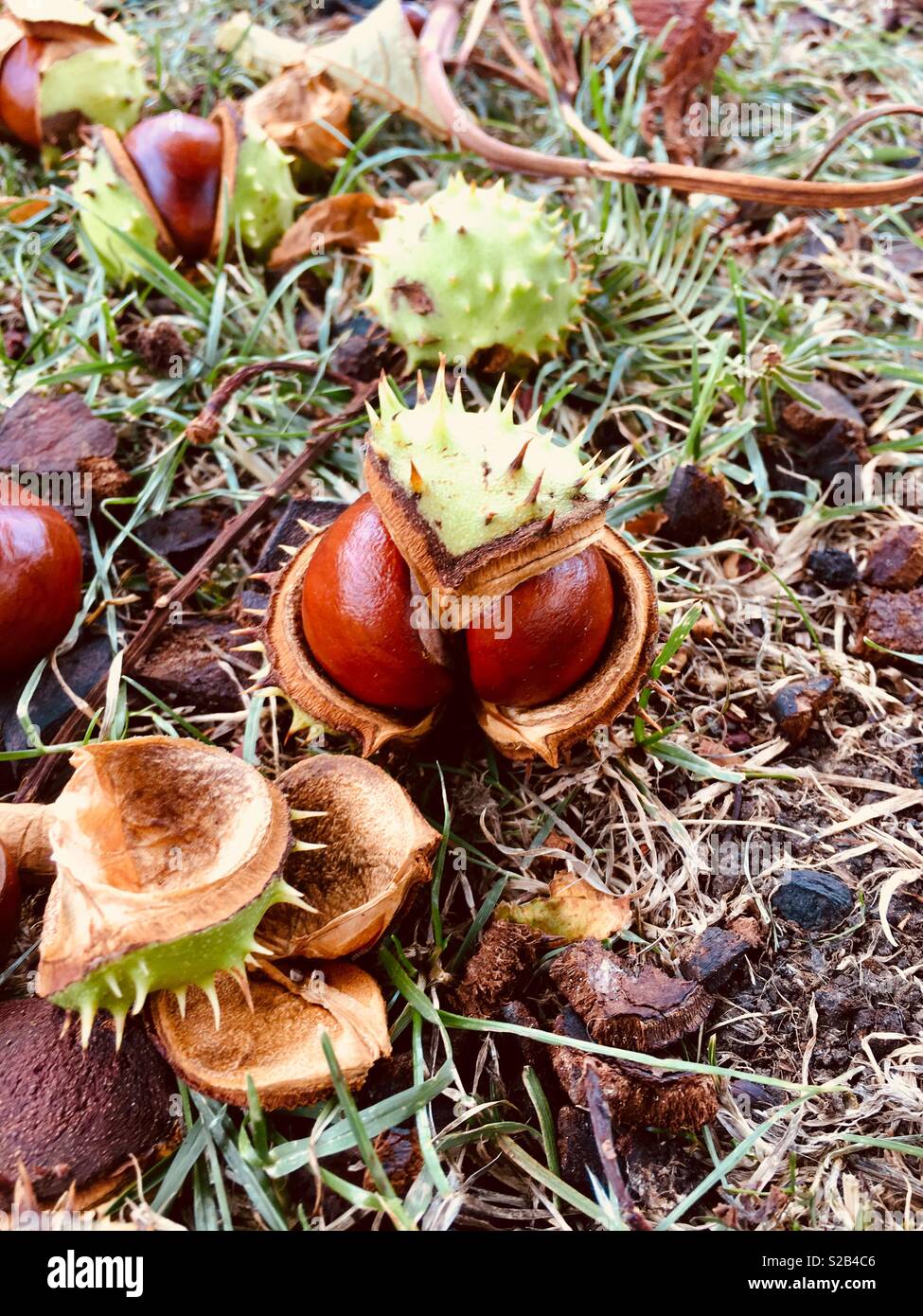 Conkers / horse chestnut seeds on the ground in their spiky shell - Smartphone Captured Stock Image