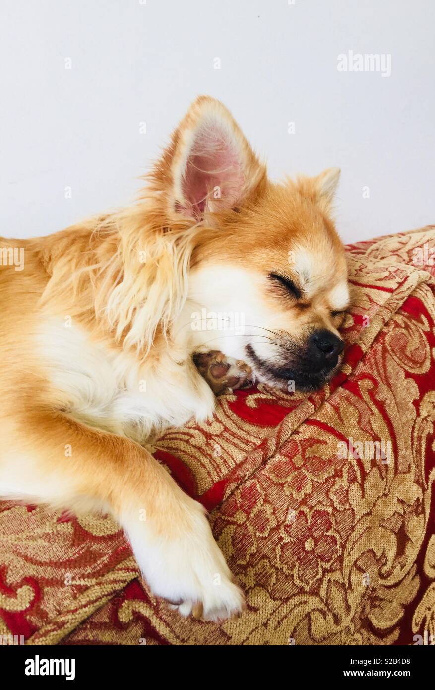 Sleeping dog - Smartphone Captured Stock Image
