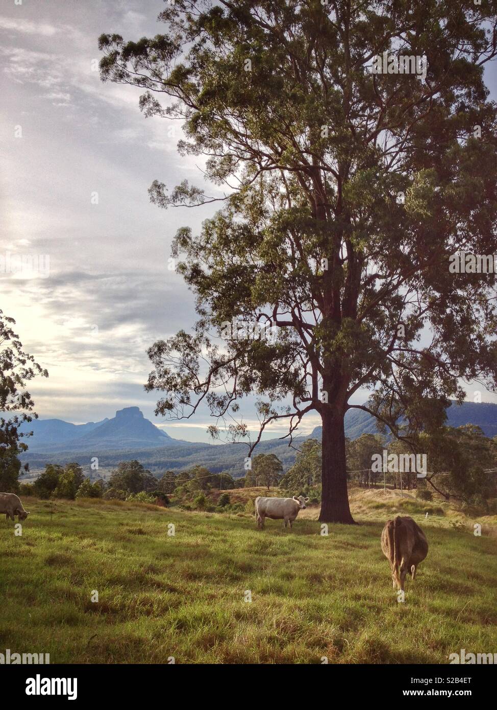 Mount Lindesay, located on the border between New South Wales and Queensland, Australia, viewed across cleared cattle grazing country - Smartphone Captured Stock Image