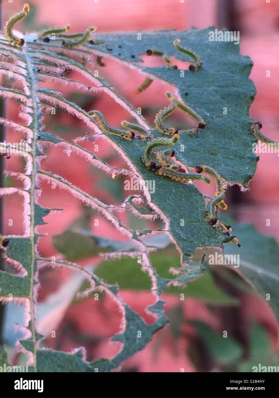 Sawfly larvae eating a leaf Stock Photo