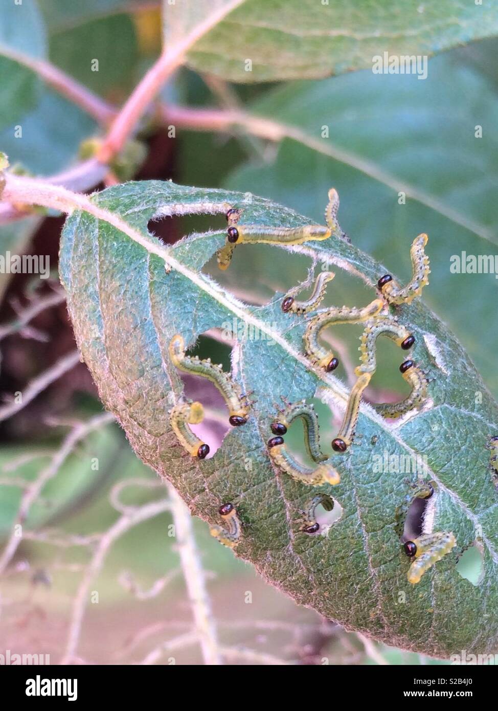 Sawfly larvae eating a leaf Stock Photo