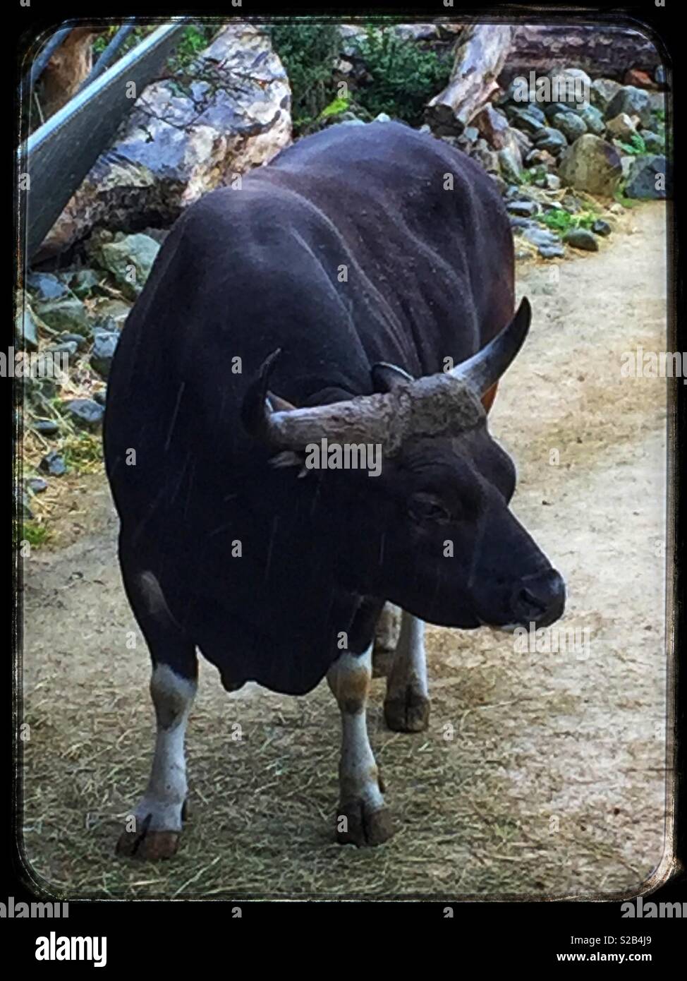 Banteng Male- Endangered Stock Photo