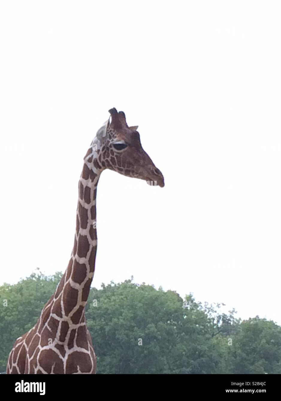 Male Reticulated Giraffe Stock Photo