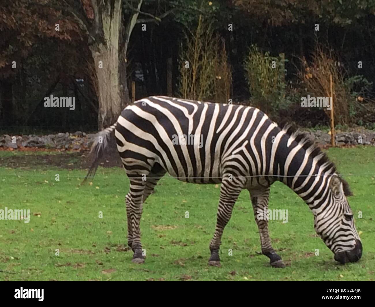 Zebra grazing Stock Photo