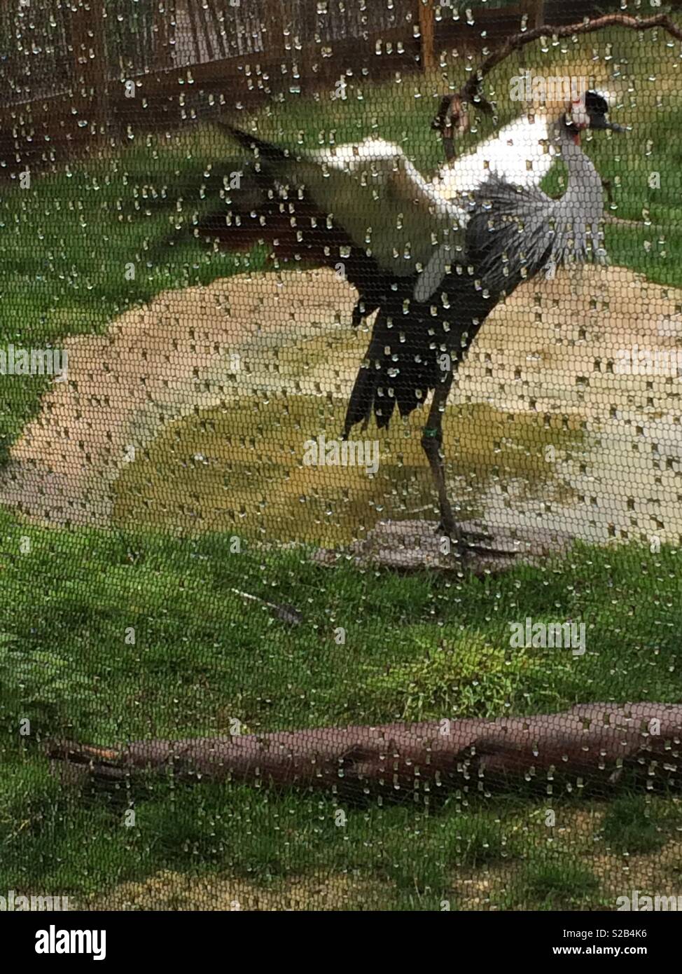 Grey crowned crane flapping wings in the rain Stock Photo