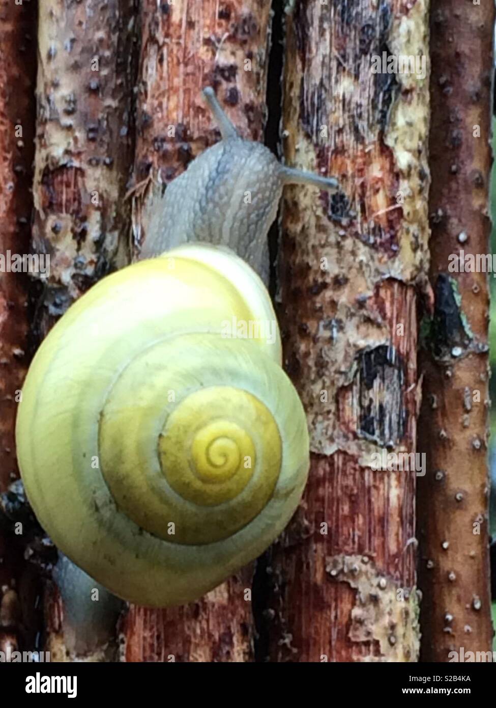 Globular drop snail Stock Photo