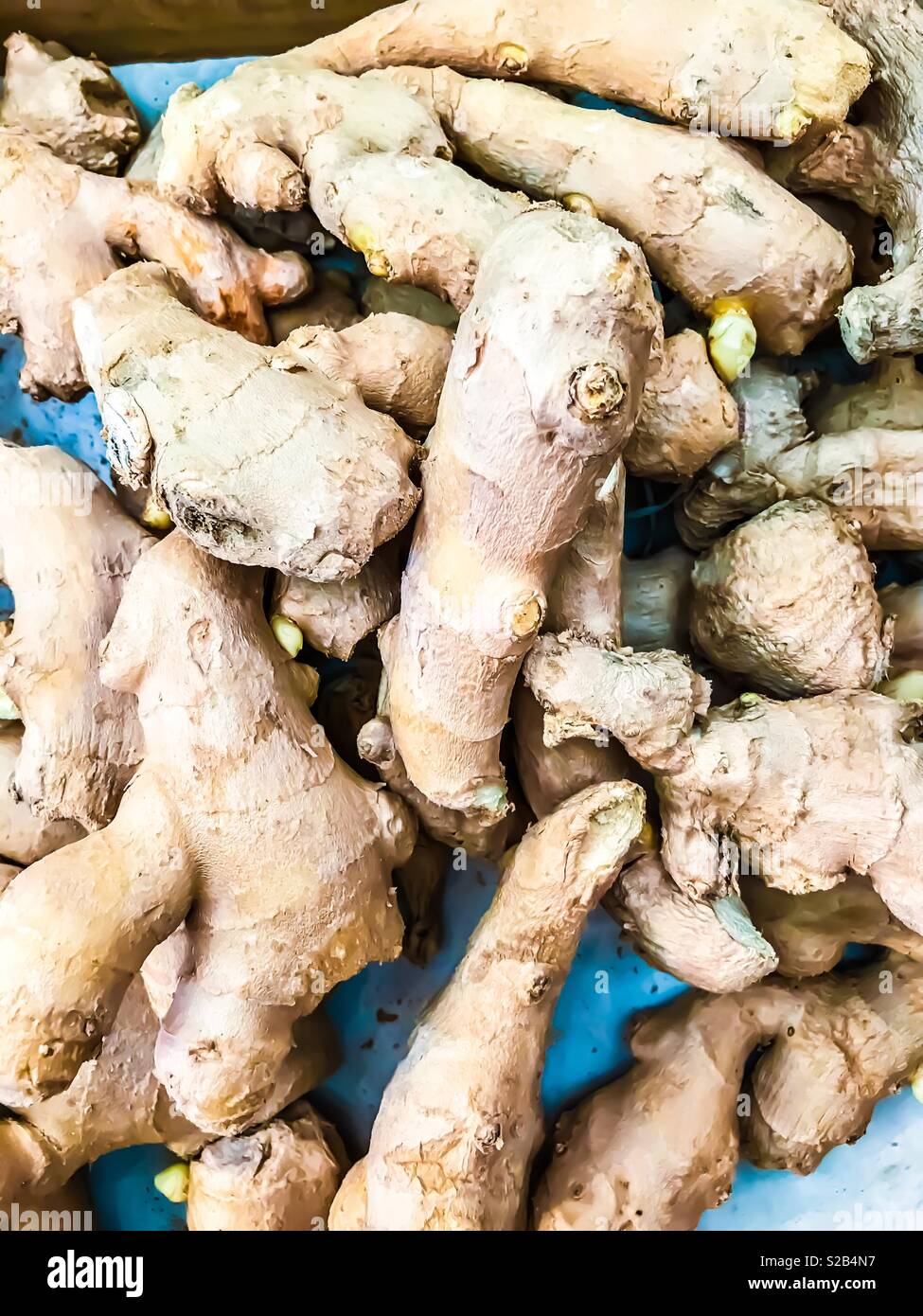 Fresh ginger roots Stock Photo