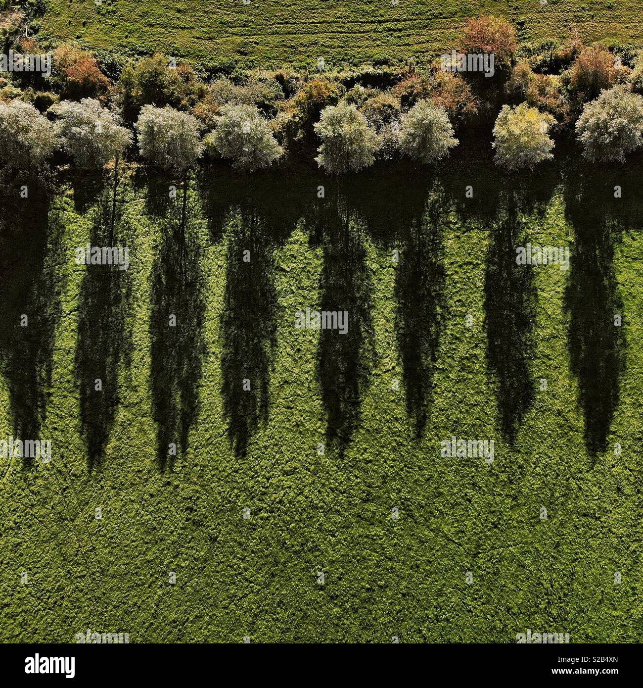 Trees - Smartphone Captured Stock Image