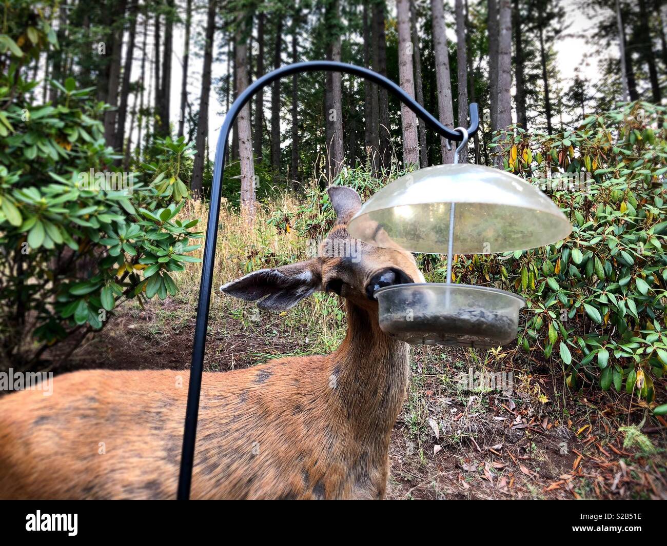 A deer eating from a bird feeder in Oregon USA Stock Photo Alamy