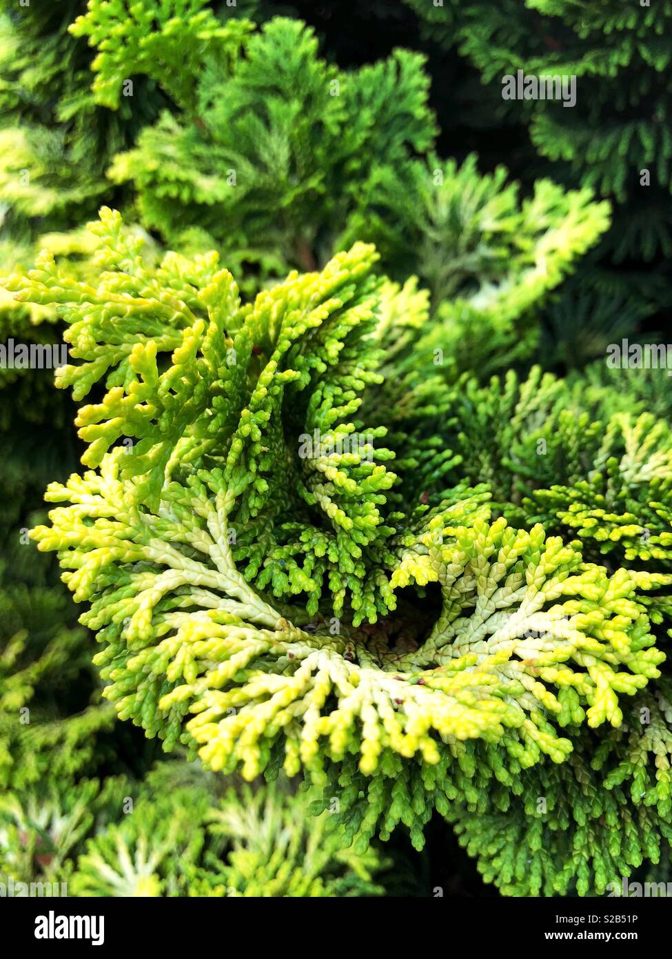 Close up of a Nana Lutea cypress. Stock Photo