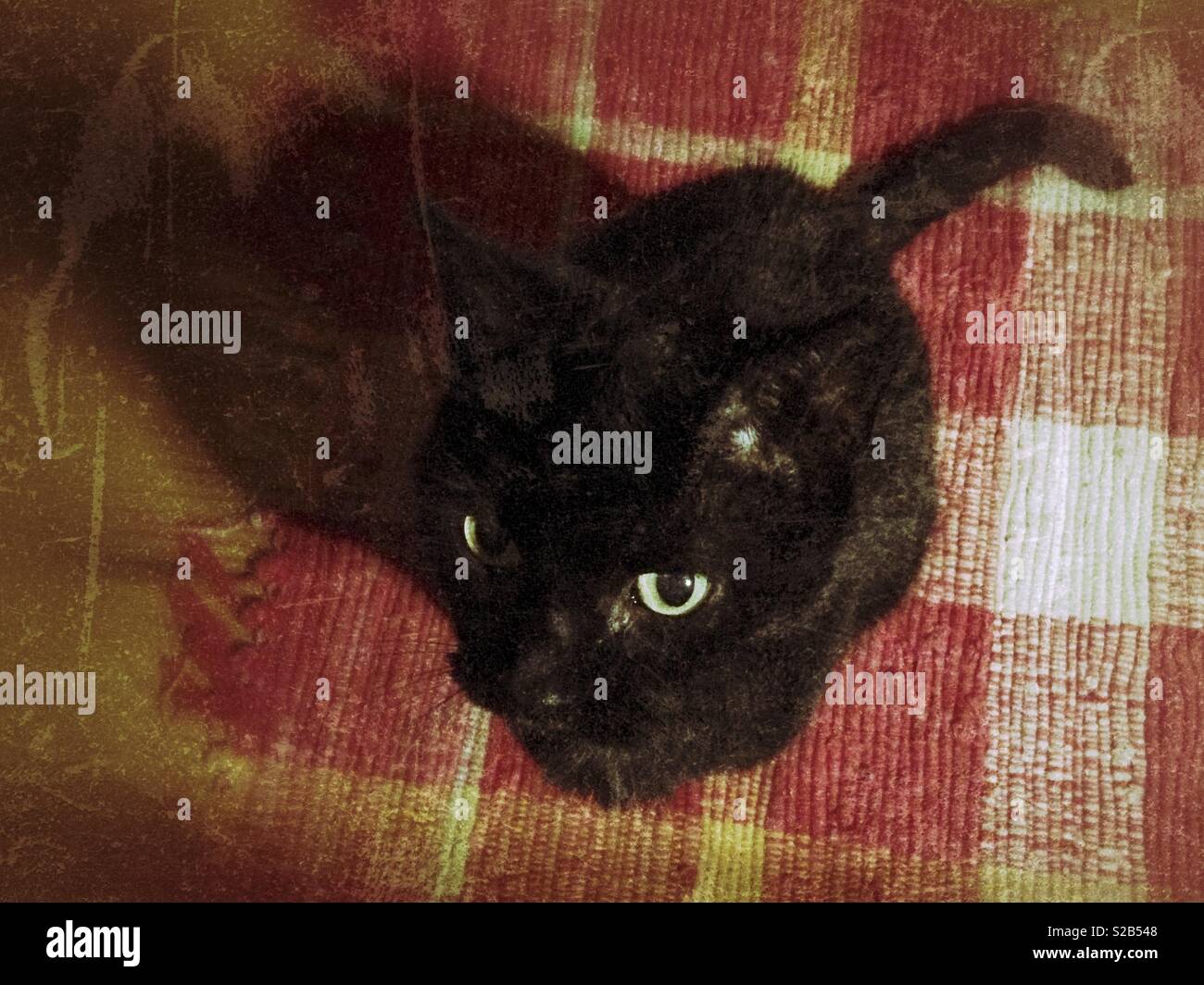 Grunge photo of black cat on a red braided rug, seen from above - Smartphone Captured Stock Image