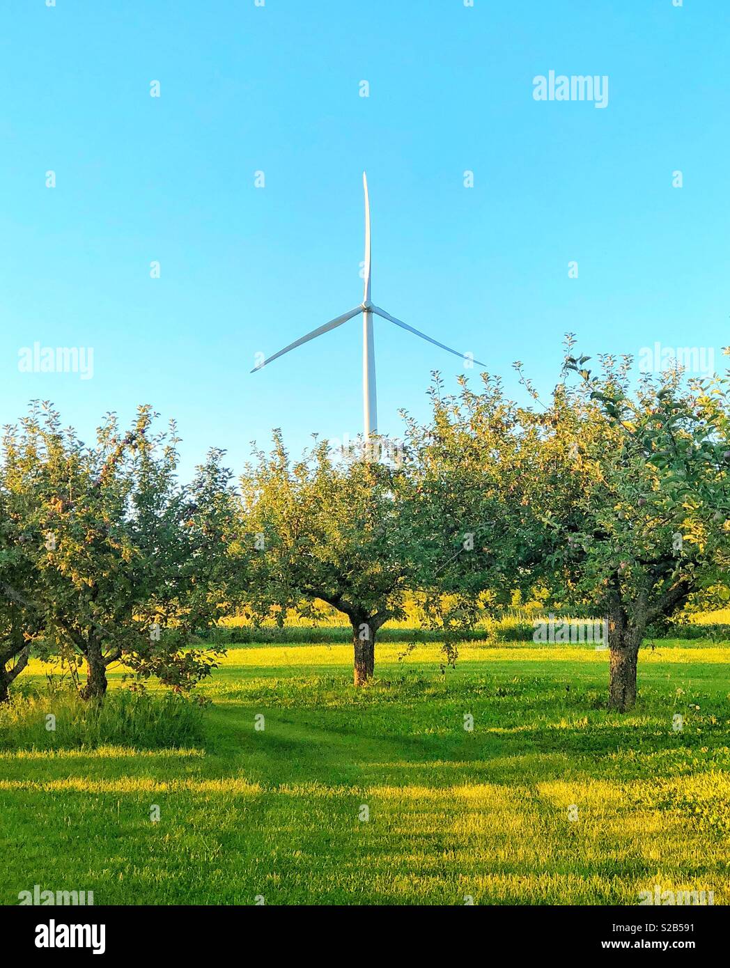Apple orchard on sunny day with single wind turbine in background Stock Photo