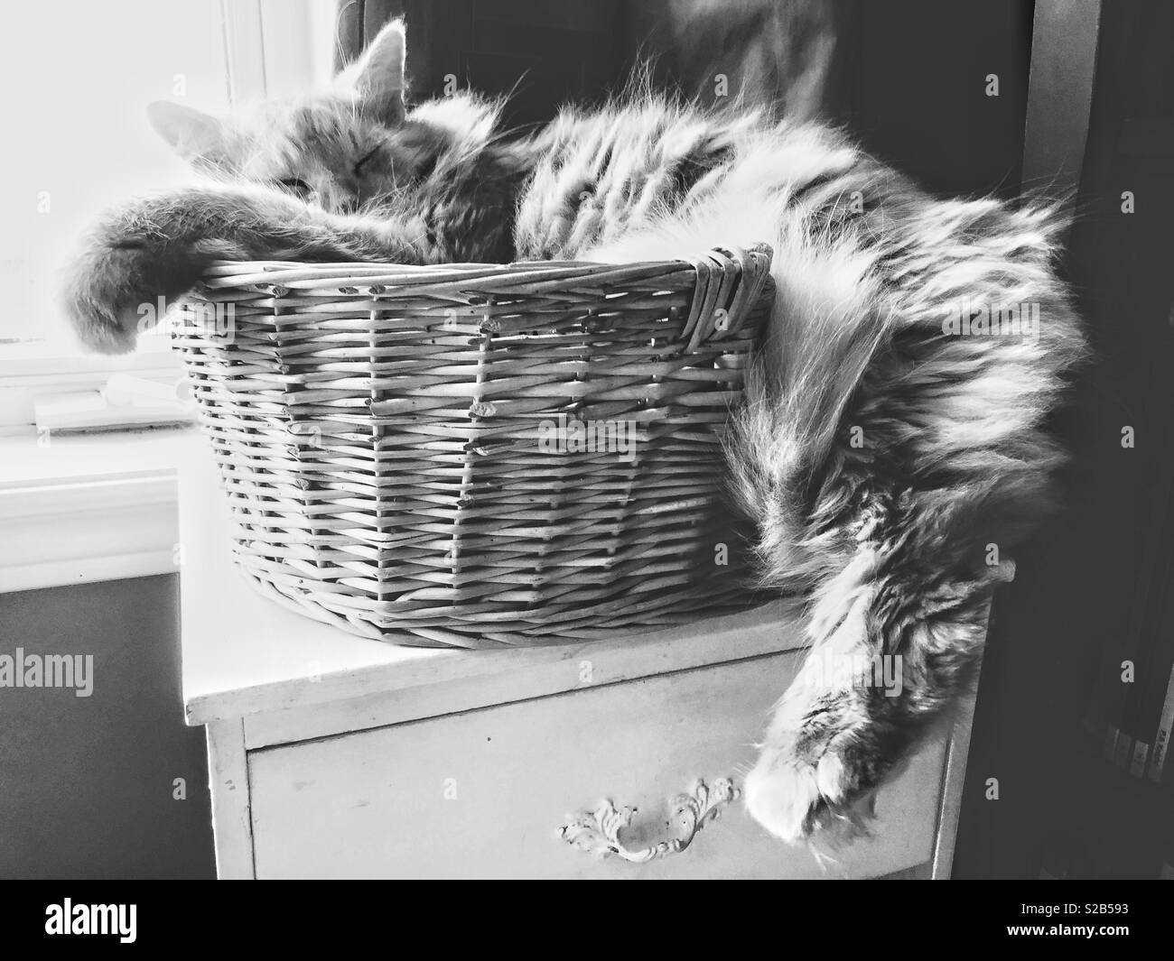 Black and white image of large, fluffy pet cat sleeping in small wicker basket bed - Smartphone Captured Stock Image