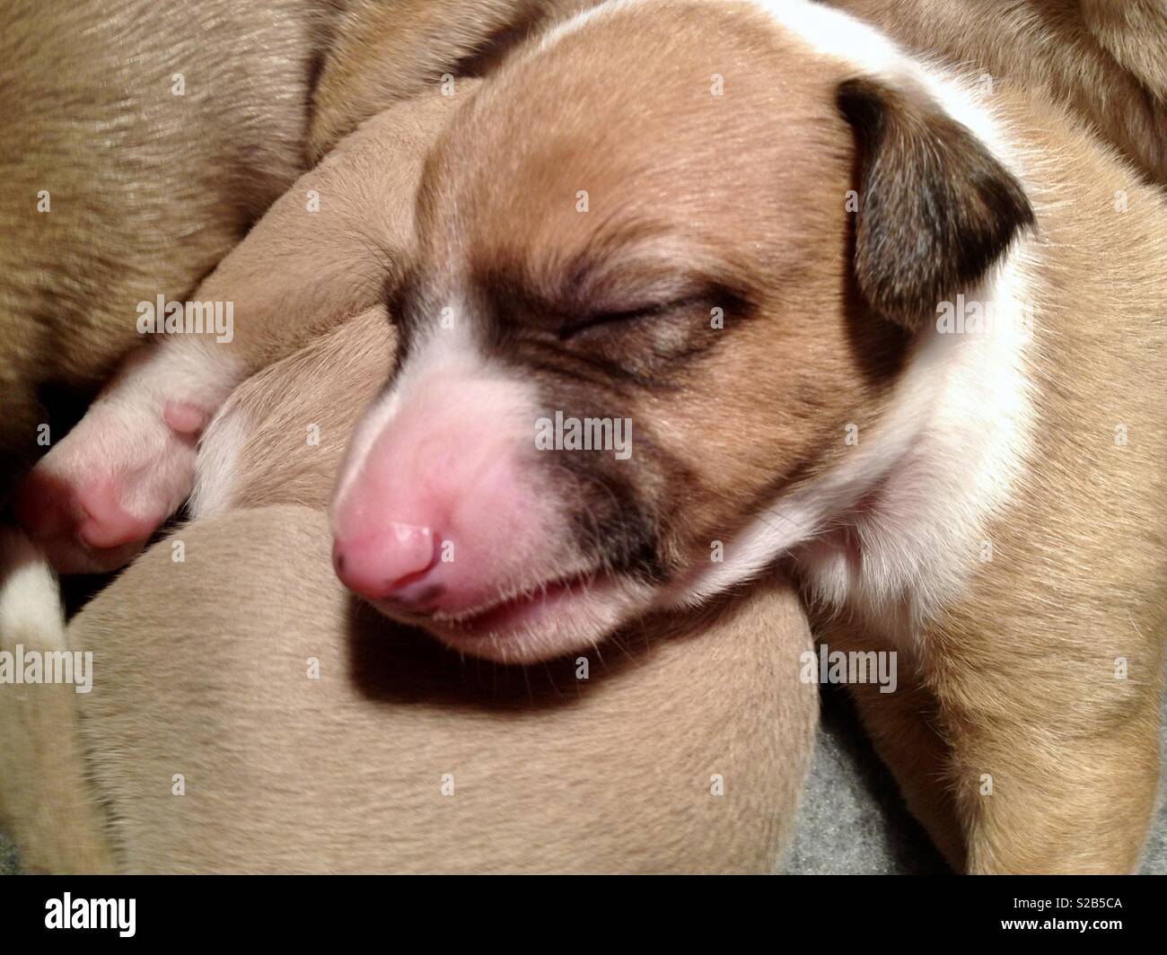 baby whippet dog