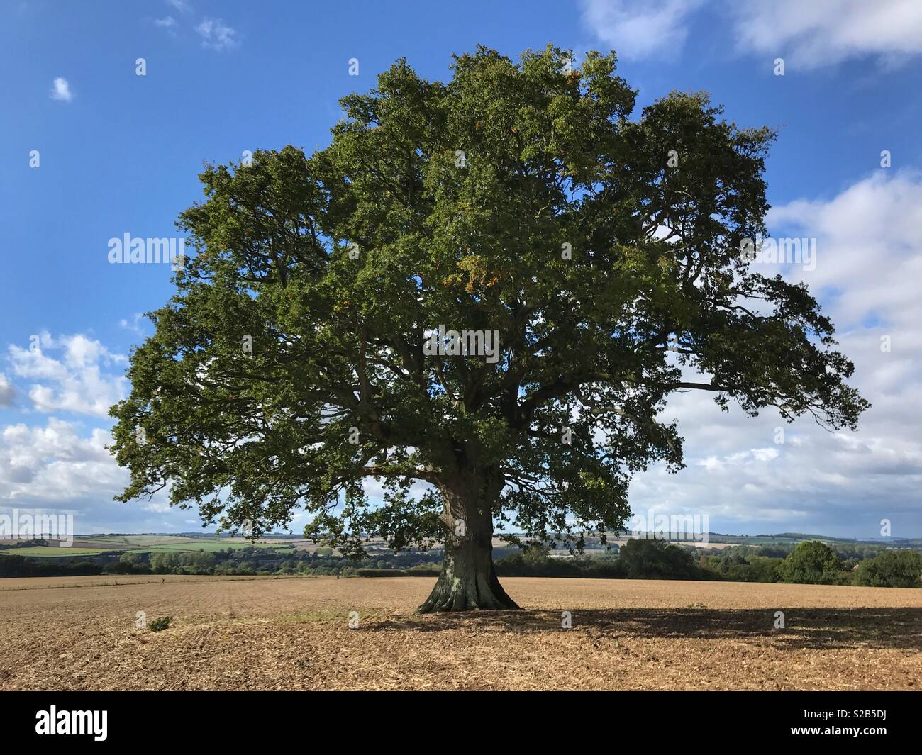 Oak tree, Wiltshire, UK Stock Photo